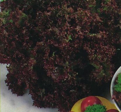 Picture of Organic Lettuce Lollo Rossa